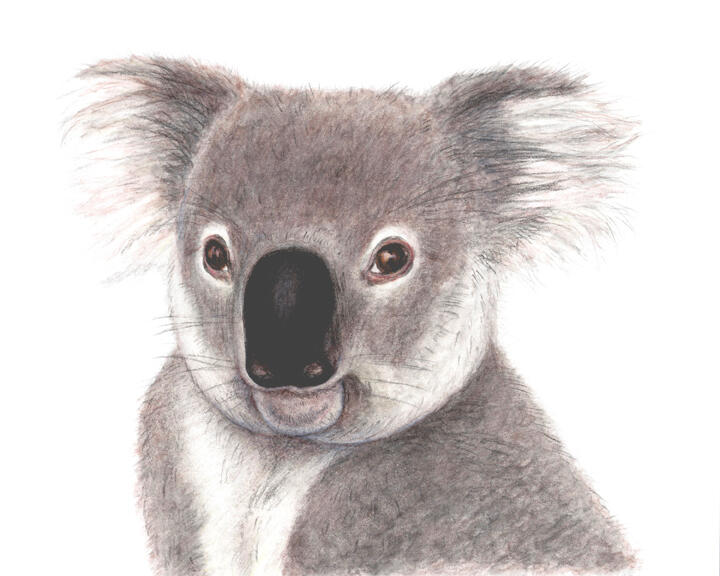 Koala Bear Watercolour Pencil Drawing by Rhonda Crane