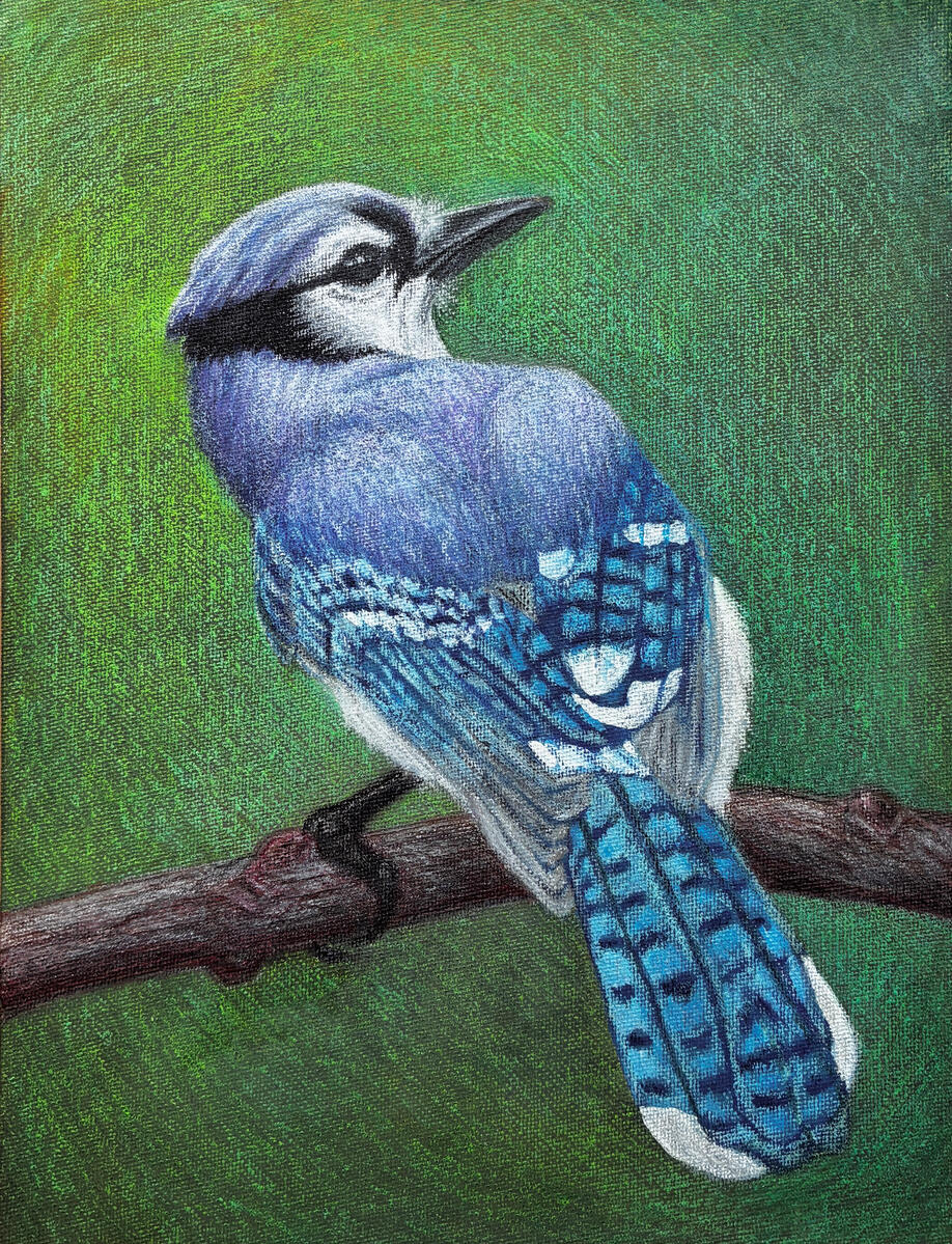 Blue Jay