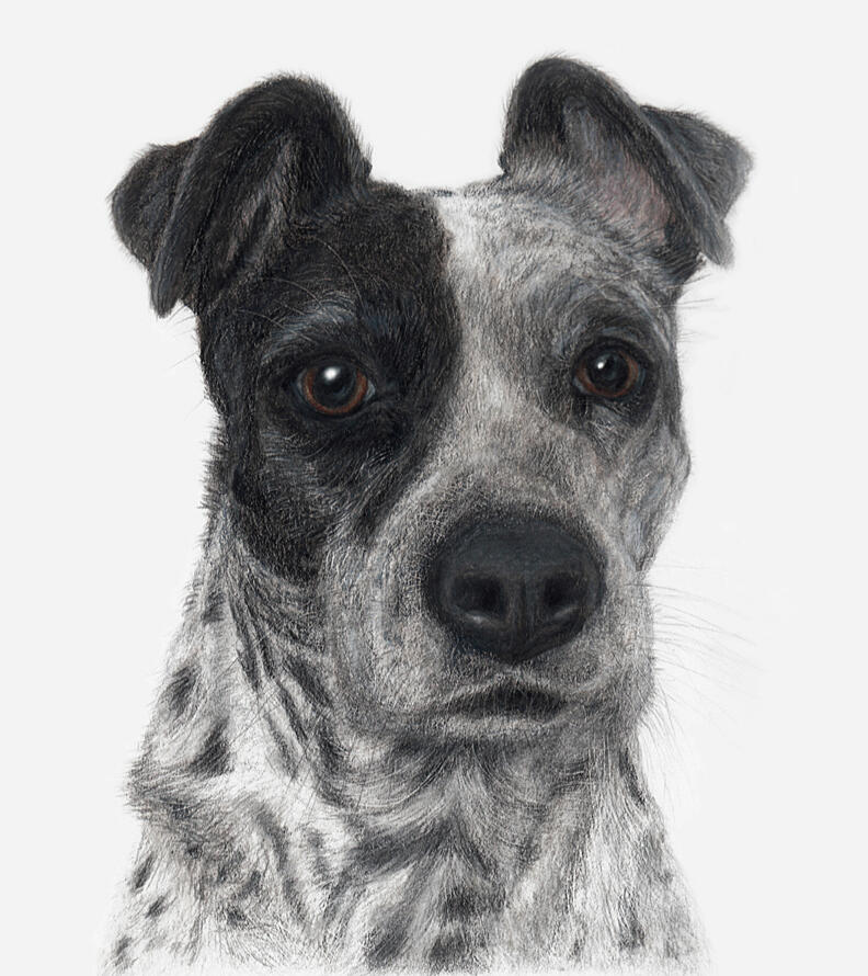 "Sadie"