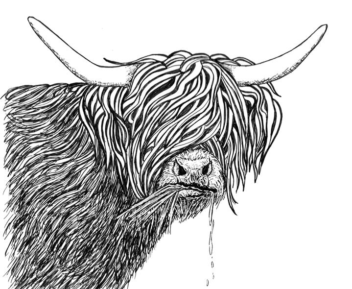 Highland Cow