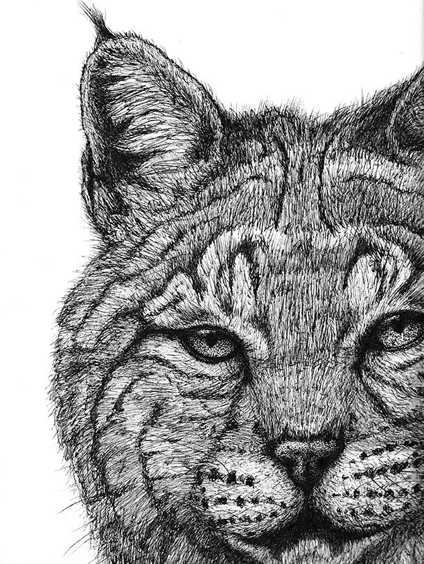 Bobcat