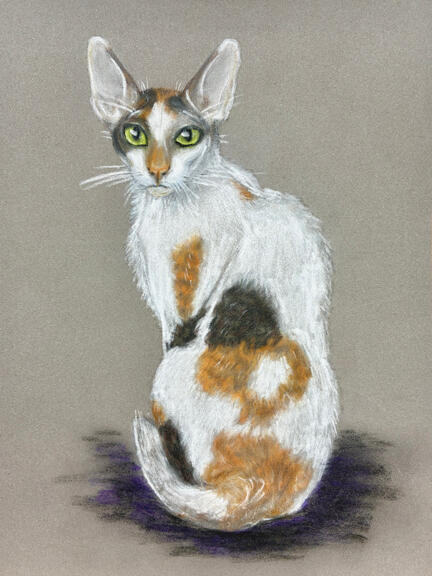 Cornish Rex