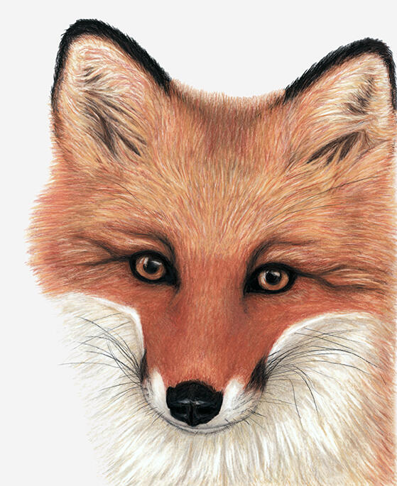 Red Fox