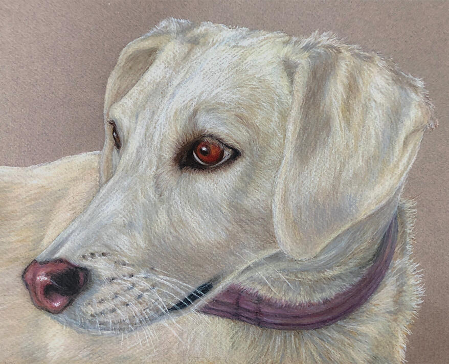 "Kora" "Kora" - Foxhound, Hound, Domestic Canine, Dog - Coloured Pencil Drawing - Custom Pet Memorial Portrait by Rhonda Crane