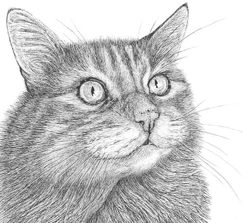 "Peanut" - Orange Tabby, Striped, Long-Haired, Domestic, House Cat - Pen and Ink Drawing - Custom Pet Portrait by Rhonda Crane
