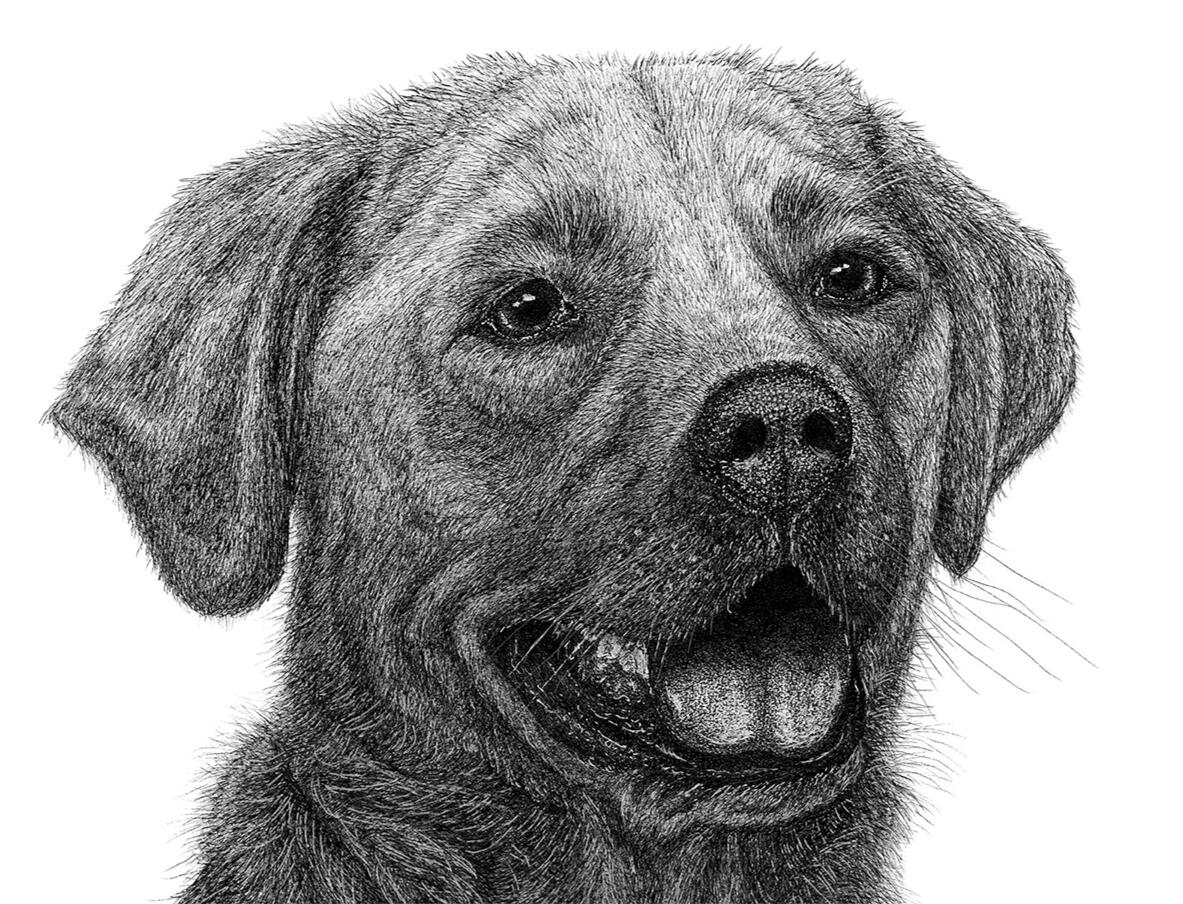 "Bella" Labrador Retriever Dog - Pen and Ink Drawing - Custom Pet Portrait by Rhonda Crane