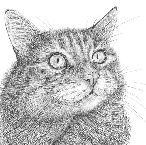 "Peanut" - Orange Tabby, Striped, Long-Haired, Domestic, House Cat - Pen and Ink Drawing - Custom Pet Portrait by Rhonda Crane
