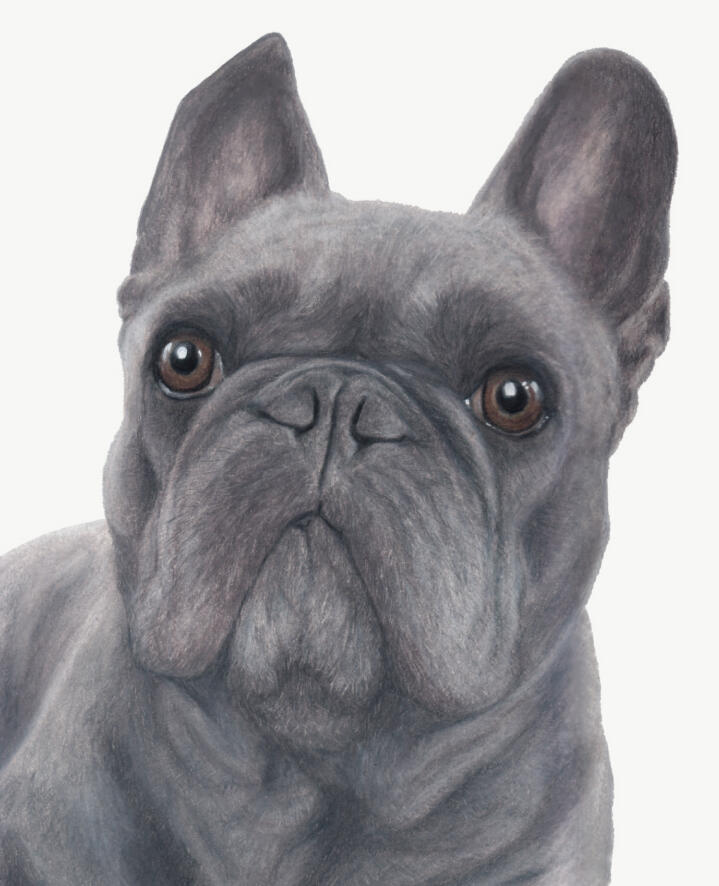 "Hugo" - Frenchie, French Bulldog, Domestic Canine, Dog - Coloured Pencil Drawing - Custom Pet Memorial Portrait by Rhonda Crane