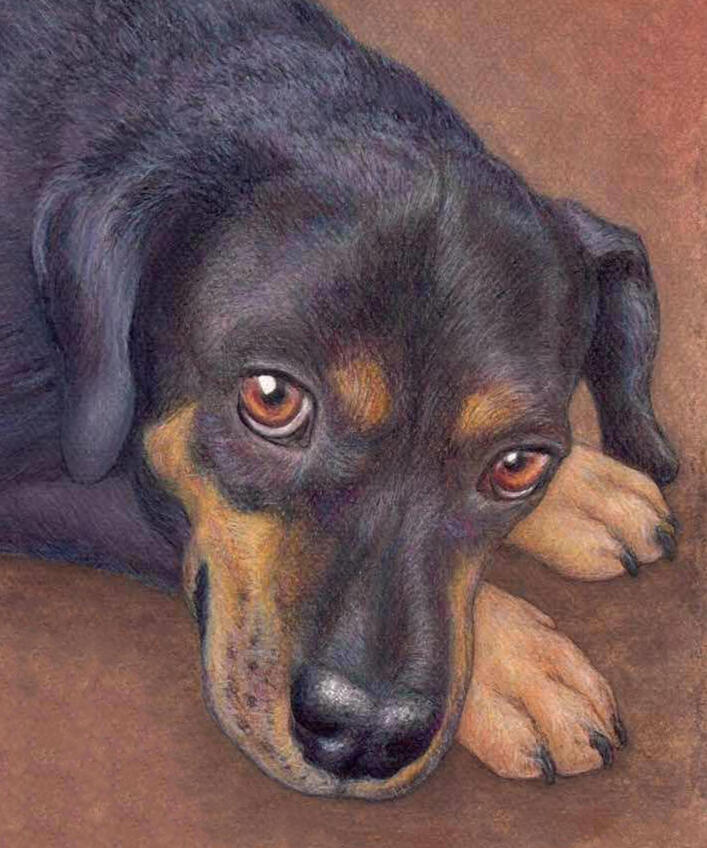 "Brutus" - Beagle-Miniature Pinscher-Pug, Domestic Canine, Mixed Breed Dog - Coloured Pencil Drawing - Custom Pet Portrait by Rhonda Crane