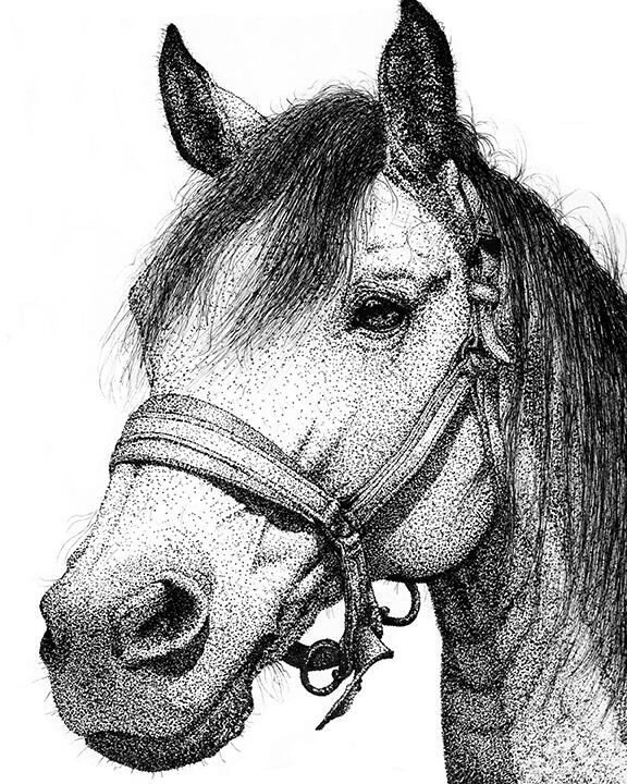 Buckskin Horse - Farm Animal Art by Rhonda Crane Farm Animal Artwork_Pen and Ink Drawing_Horse_Copyright Rhonda Crane_Canadian Artist