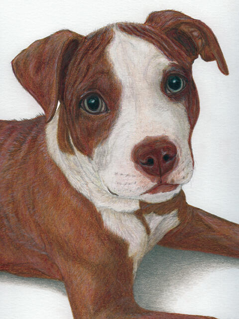 "Diezo" - Staffordshire Bull Terrier, American Pit Bull, Bully Pup, Puppy, Domestic Canine, Dog - Coloured Pencil Drawing - Custom Pet Portrait by Rhonda Crane
