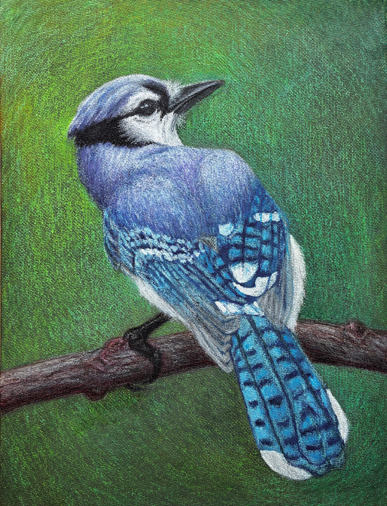 Blue Jay - original artwork for sale by artist_blue jay painting drawing on canvas panel_9x12_by Rhonda Crane