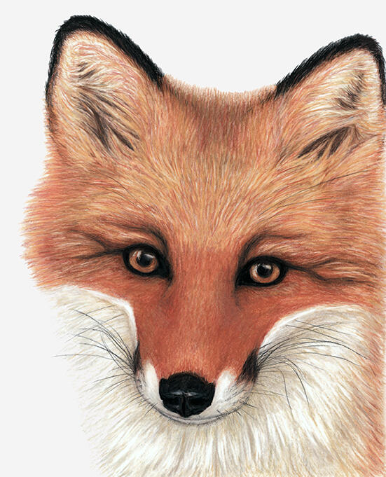 Fox - Red, Carnivore, Predator, Wild Animal, Vulpes Vulpes, Canidae, Carnivora - Coloured Pencil Drawing - Wildlife Artwork by Rhonda Crane