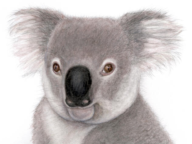 Wildlife Art Commission_Watercolour Pencil Drawing_Koala Bear_Copyright Rhonda Crane_Canadian Artist_72dpi