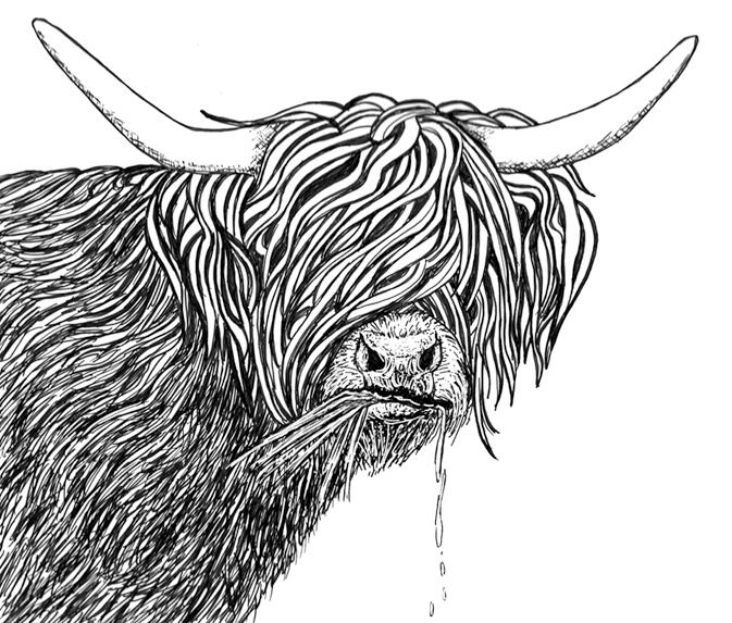 original artwork for sale by artist_highland cow_pen and ink drawing on paper_8x10_by Rhonda Crane_6