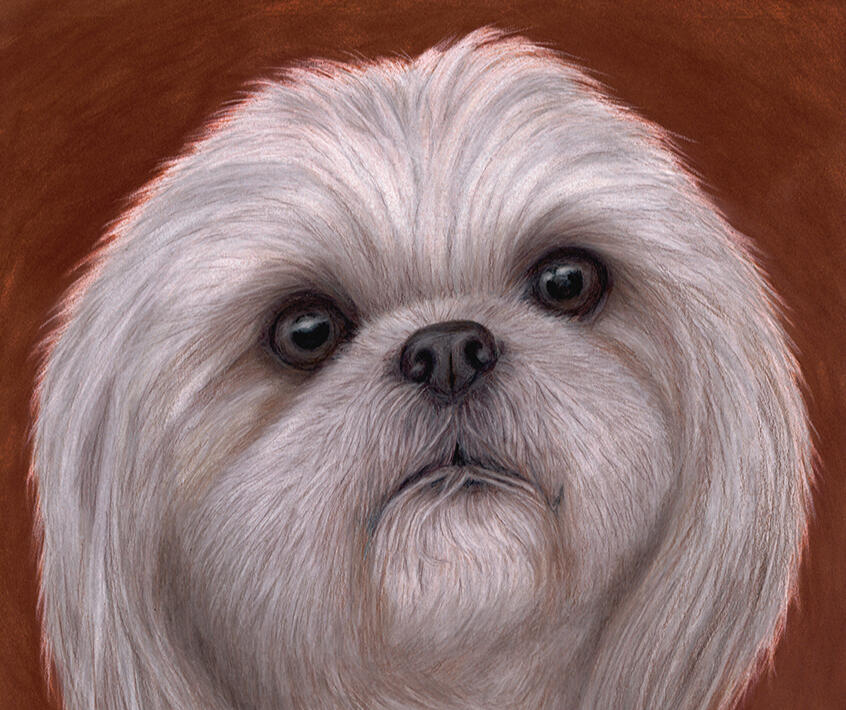 Paco - Custom Pet Portait - Coloured Pencil Drawing - Copyright Rhonda Crane - Canadian Artist