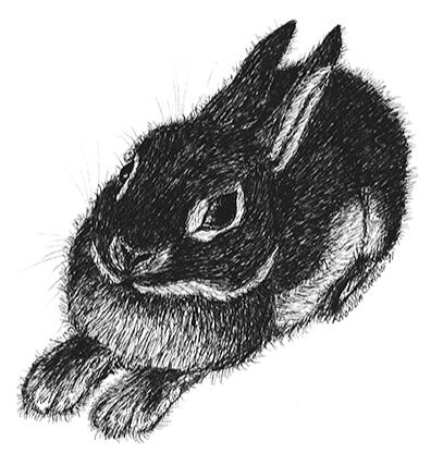 Dwarf Rabbit - Black, Dwarf, Short-haired, Domestic Hare - Pen and Ink Drawing - Pet Portrait by Rhonda Crane