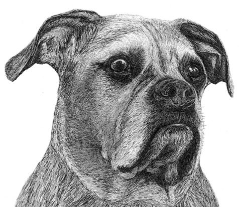 "Puggy" - Boxer, Domestic Canine, Senior Dog - Pen and Ink Drawing - Custom Pet Memorial Portrait by Rhonda Crane