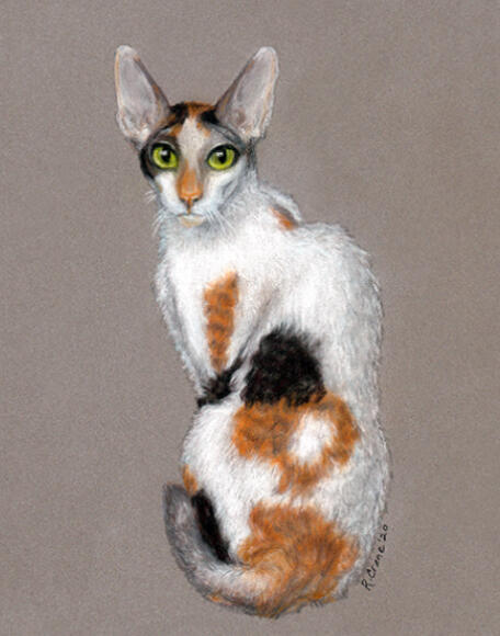 Custom Pet Portait_Pastel Pencil Drawing_Cornish Rex Cat_Copyright Rhonda Crane_Canadian Artist