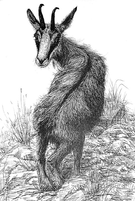 Chamois - Goat, Antelope, Alpine, Mountain, Wild Animal - Pen and Ink Drawing - Wildlife Artwork by Rhonda Crane