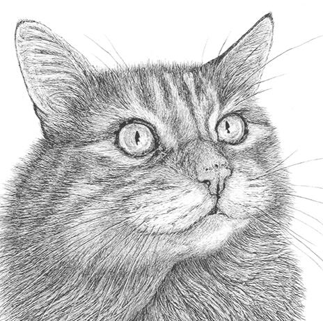 "Peanut" - Orange Tabby, Striped, Long-Haired, Domestic, House Cat - Pen and Ink Drawing - Custom Pet Portrait by Rhonda Crane