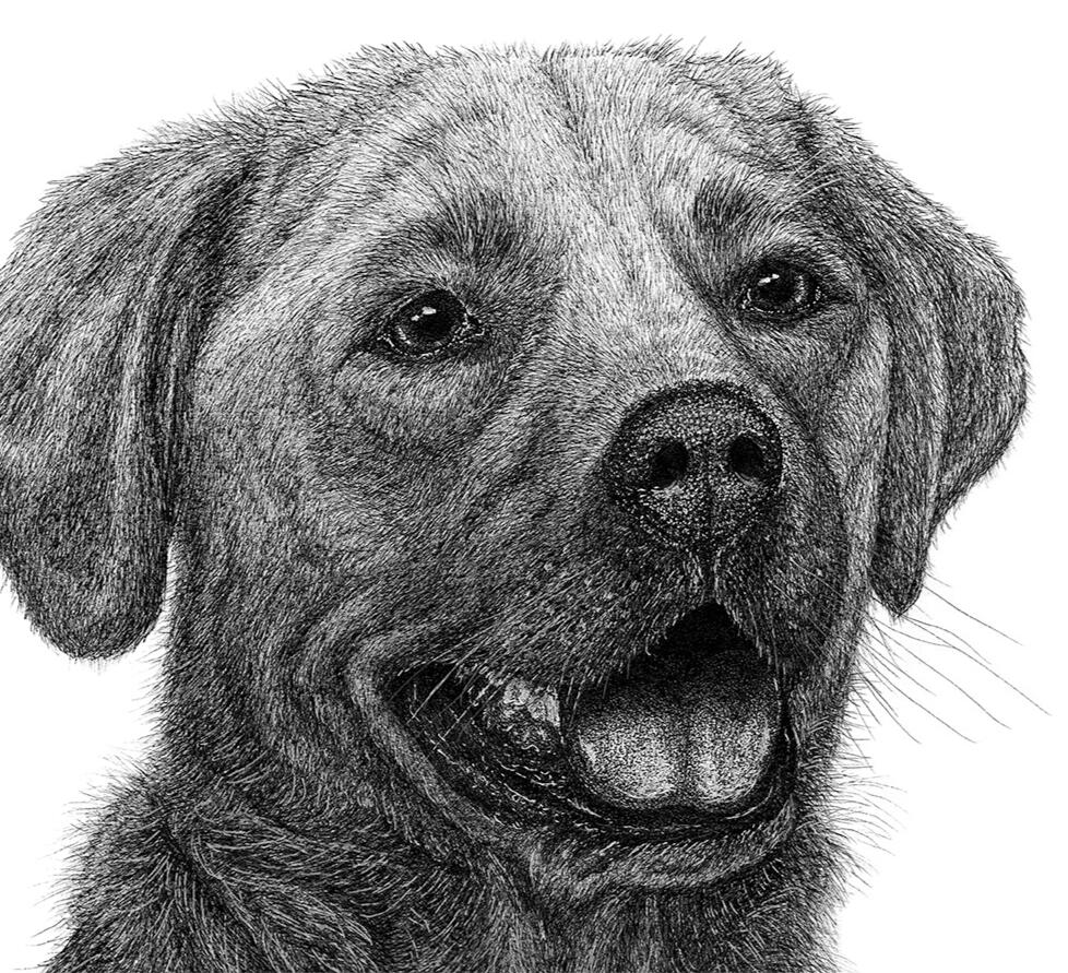"Bella" - Yellow, Chocolate, Black, Lab, Labrador Retriever, Domestic Canine, Dog - Pen and Ink Drawing - Pet Portrait by Rhonda Crane