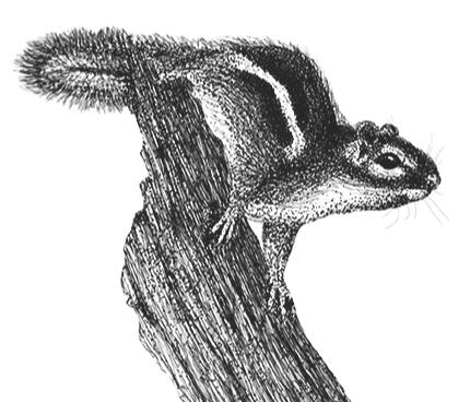 Chipmunk - Eastern, Tamias, Wild Animal, Squirrel, Rodent - Pen and Ink Drawing - Wildlife Artwork by Rhonda Crane