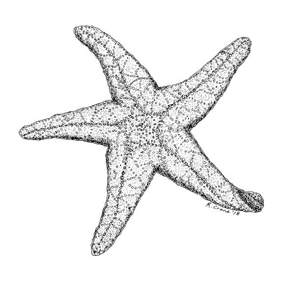 Starfish - Original Artwork for Sale - Copyright Rhonda Crane