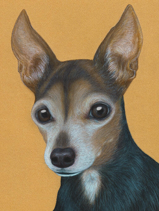 "Rambo" - Min-Pin, Miniature Pinscher, Domestic Canine, Dog - Coloured Pencil Drawing - Custom Pet Memorial Portrait by Rhonda Crane