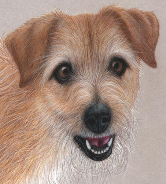 "Loki" - Wirehaired, Broken Coat, Jack Russell, Domestic Canine, Dog - Coloured Pencil Drawing - Custom Pet Portrait by Rhonda Crane