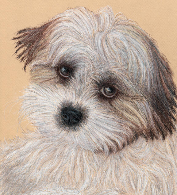 Stella_Shih Tzu Pet Dog_Custom Pet Portrait_Copyright Rhonda Crane