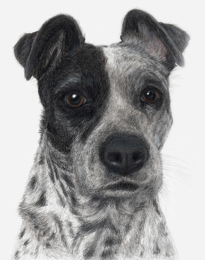 "Sadie" - Spotted Hound Mix Breed, Domestic Canine, Dog - Coloured Pencil Drawing - Custom Pet Memorial Portrait by Rhonda Crane