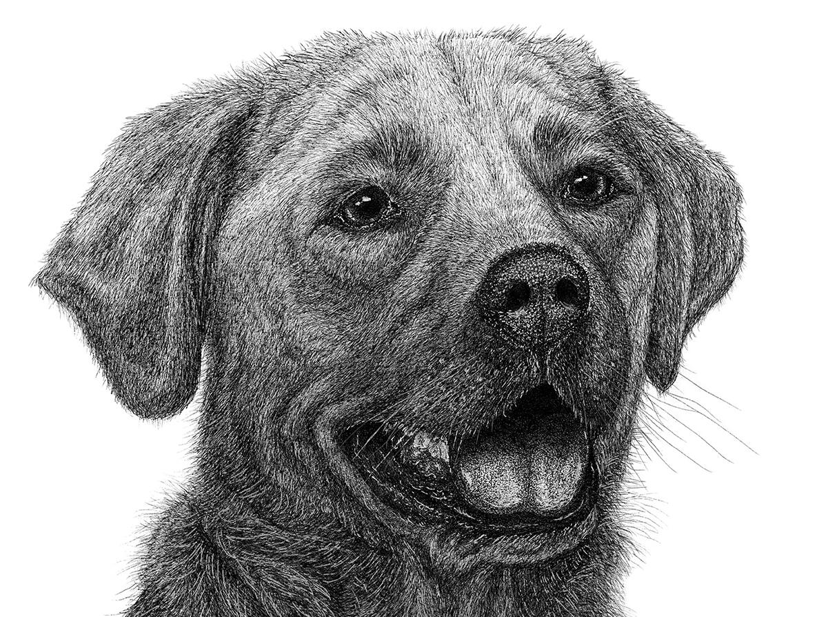 "Bella" Labrador Retriever Dog - Pen and Ink Drawing - Custom Pet Portrait by Rhonda Crane