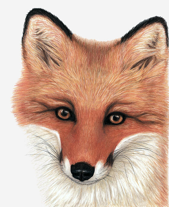Red Fox