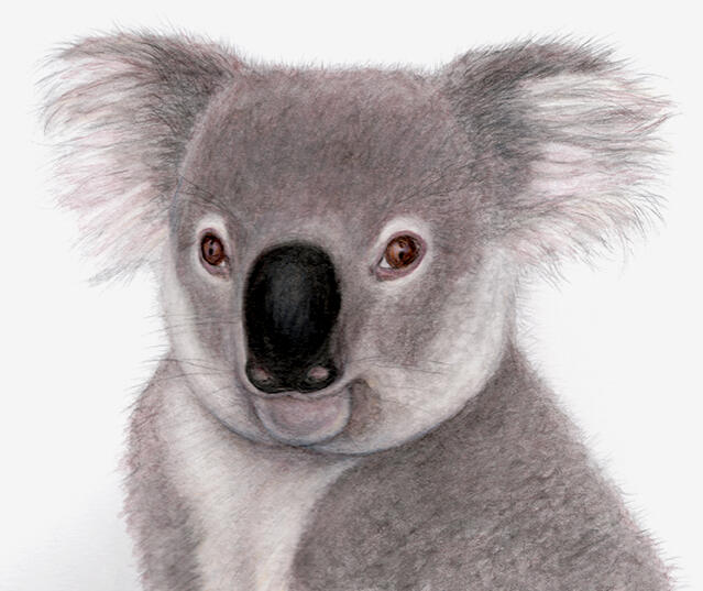 Koala