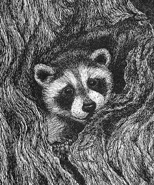 Raccoon
