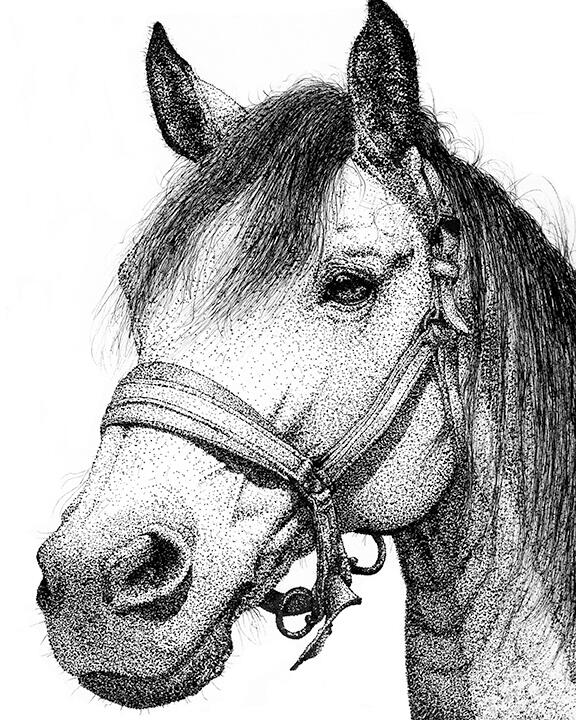 Horse