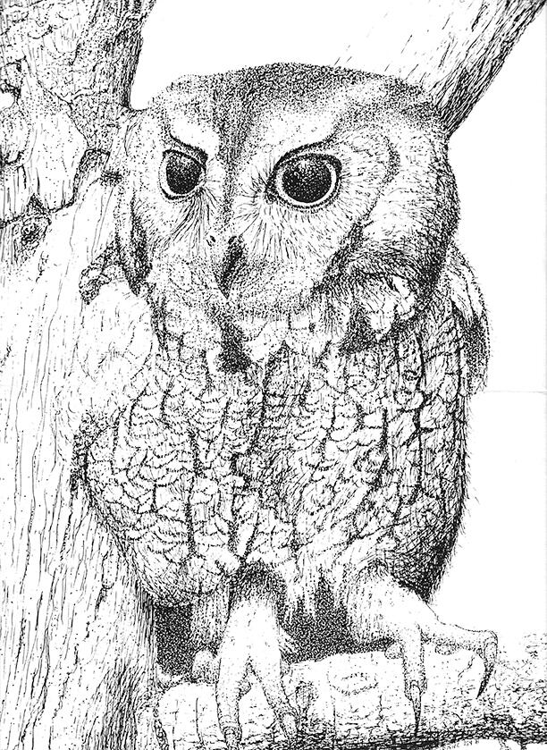 Owl