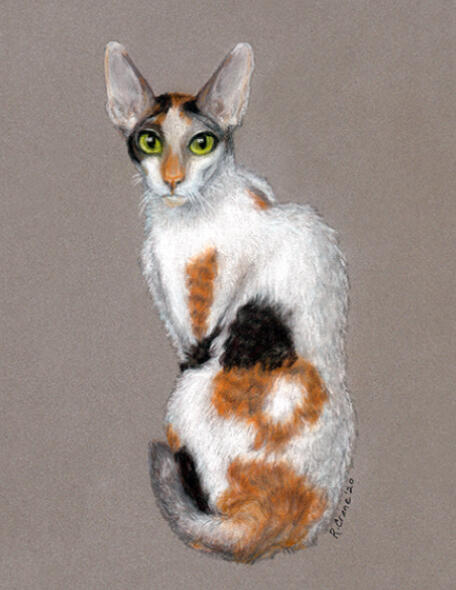 Cornish Rex
