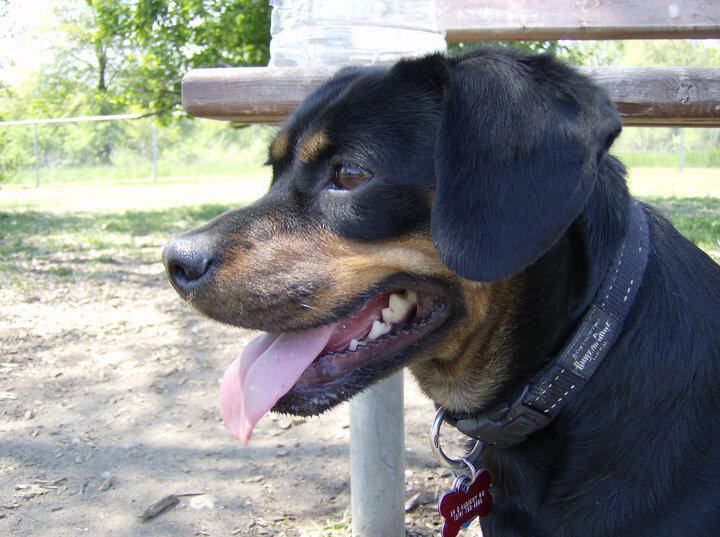 Brutus_1