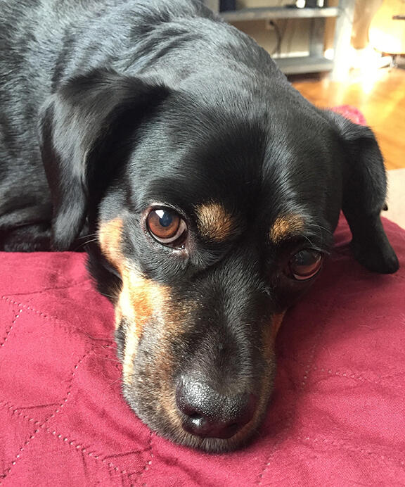 Brutus_2